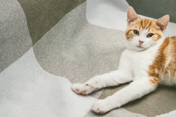 Retrato Belo Gato Gengibre Engraçado Perto — Fotografia de Stock