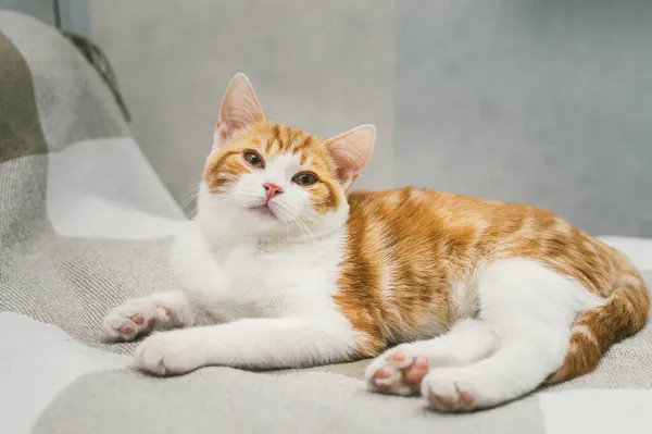 Πορτρέτο Μιας Όμορφης Κοκκινομάλλας Γάτας Κοντά Στο Κρεβάτι Royalty Free Φωτογραφίες Αρχείου