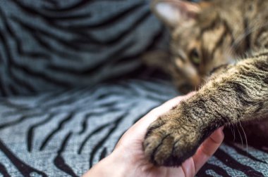 Kadın elinde bir kedinin patisini tutuyor. Yakın plan portre