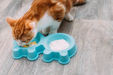 Kedi mutfaktaki mavi kaseden bir yumurta ve yoğurt yiyor. Doğal kedi maması konsepti