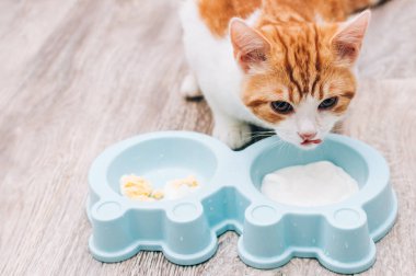 Zencefilli kedi kasesinden yoğurt yiyor. Doğal kedi maması konsepti