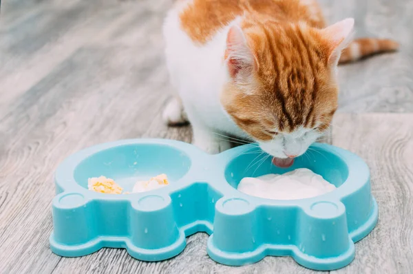 Zencefilli Kedi Kasesinden Yoğurt Yiyor Doğal Kedi Maması Konsepti Telifsiz Stok Imajlar