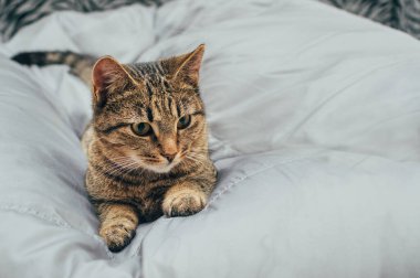 Gri arka planda gri evcil kedi yavrusu