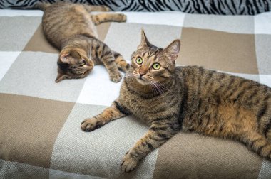 İki kedi yatakta birlikte yatar. Yakın plan portre