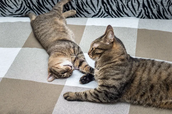 Two Cats Play Together Bed — Stock Photo, Image