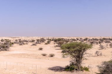 Çöl çalıları ve küçük çöl bitkileriyle çöl manzarası.