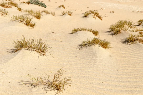 Paisagem Deserto Com Arbustos Deserto Pequenas Plantas Deserto — Fotografia de Stock