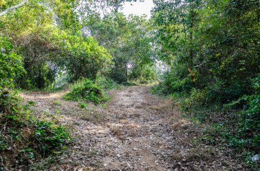 Kuru yapraklarla ve yeşilliklerle kaplı bir tepe yolu.