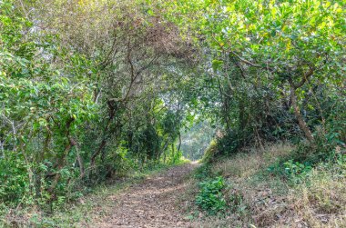 Kuru yapraklarla ve yeşilliklerle kaplı bir tepe yolu.