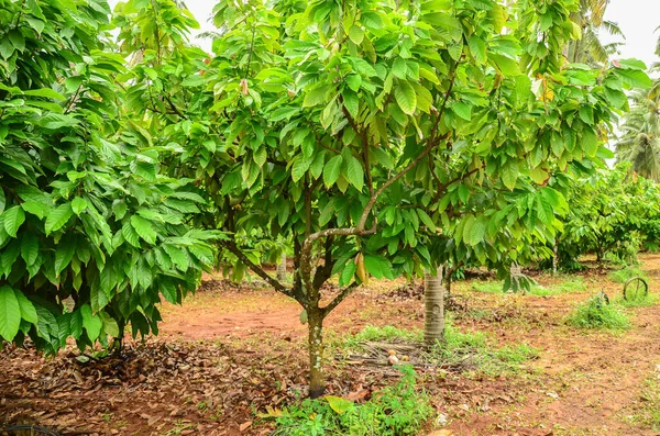 Zwischenfrüchte Kokosnuss Und Kakao Integrierter Anbau — Stockfoto