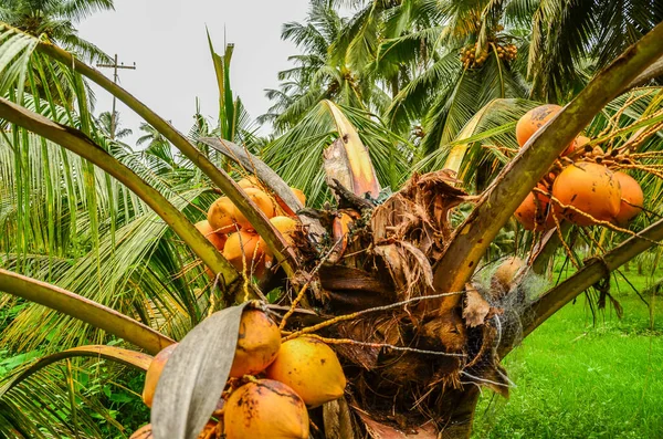 Kokospalm Vernietigd Door Neushoorn Kevers — Stockfoto