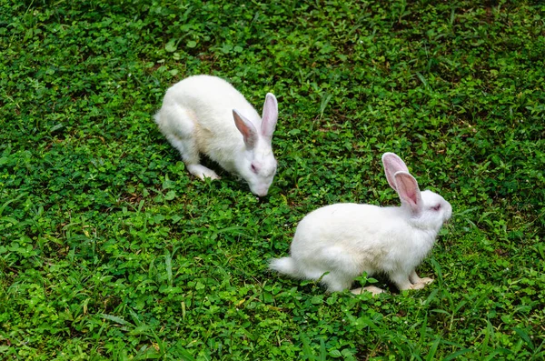 Zwei Kleine Weiße Kaninchen — Stockfoto