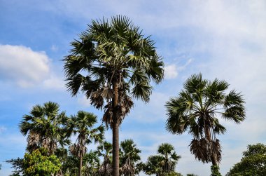 Palmira meyve palmiyeleri de şeker palmiyesi olarak bilinir.