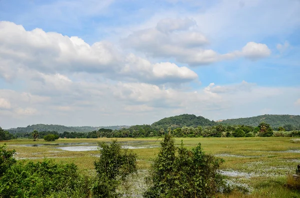 インド マンガロールのAdyapadiにある低湿地 — ストック写真