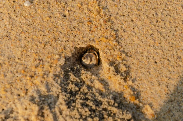 Des Coquillages Creusent Trou Sur Plage — Photo