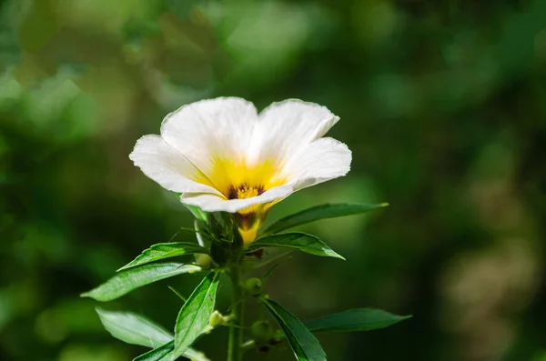 Άγρια Λουλούδι Turnera Subulata Επίσης Γνωστή Ονόματα Λευκό Βουτυρόγαλα Alder — Φωτογραφία Αρχείου