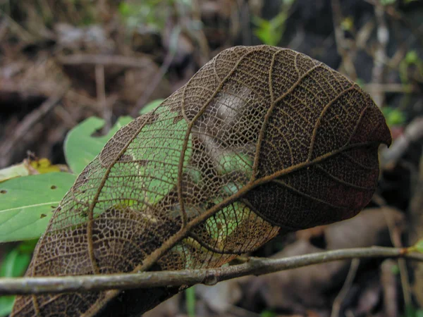 Squelette Une Feuille Sèche — Photo