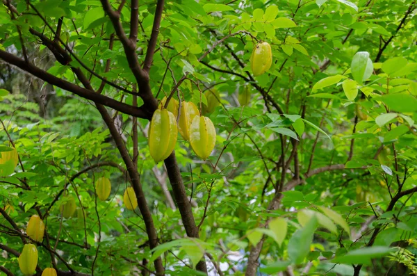 Νωπά Φρούτα Αστεριών Δέντρο Έτοιμα Για Συγκομιδή — Φωτογραφία Αρχείου