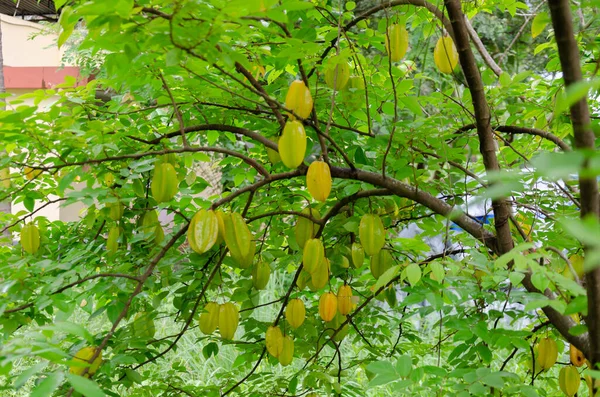 Frutas Frescas Estrelas Árvore Prontas Para Colheita — Fotografia de Stock