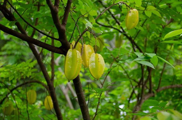 Fresh Star Fruits Tree Ready Harvesting Obraz Stockowy