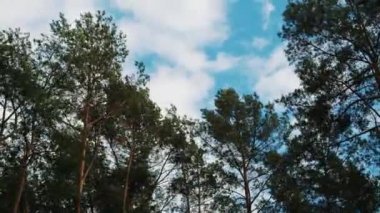 Genç bir çam dalları rüzgarda sallanıyor. Bulutlu bir yaz günü, genç bir çam ağacının tepesi ve güçlü rüzgarlarda sallanan yeşil iğneli kıvrımlı uzun dalları. Yüksek kalite 4k görüntü