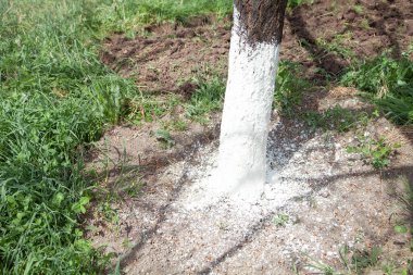 Bahar ağacı koruması. Limonlu ağaç