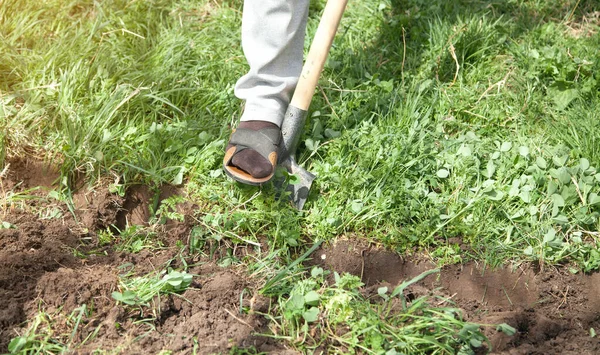 Landwirt Gräbt Mit Schaufel Erde Garten Aus — Stockfoto