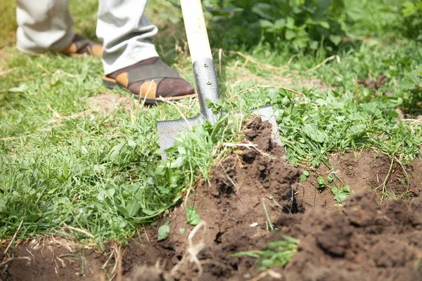 Landwirt Gräbt Mit Schaufel Erde Garten Aus — Stockfoto