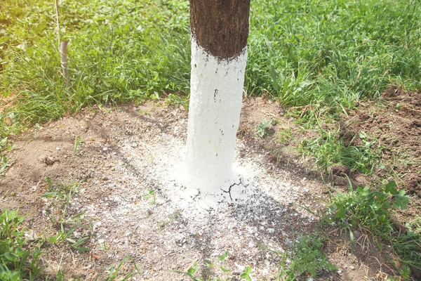 Protección Árboles Primavera Árbol Con Cal — Foto de Stock