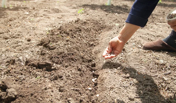 Hembra Mano Plantación Semillas Frijoles Suelo — Foto de Stock