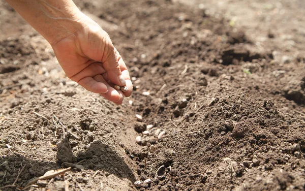 Weibliche Hand Pflanzt Saatbohnen Die Erde — Stockfoto