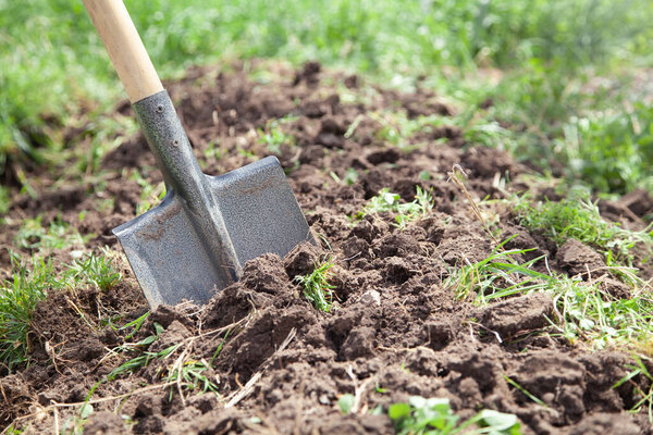 Shovel in soil in the garden. 