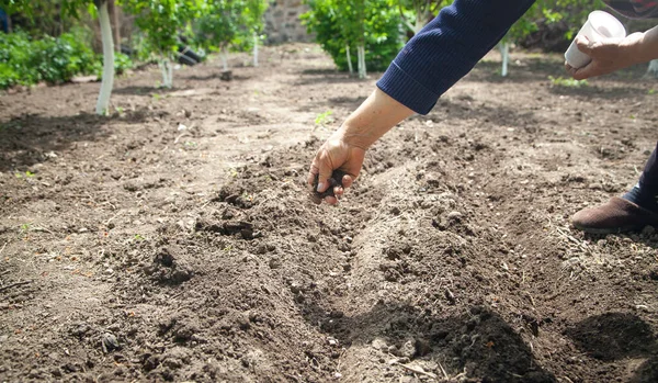 Female Hand Planting Seeds Beans Soil — Stock Photo, Image