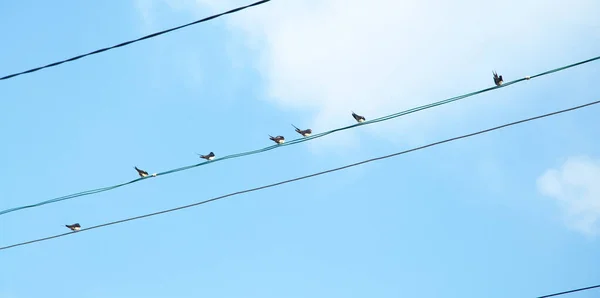 Птицы Сидят Линиях Электропередач — стоковое фото
