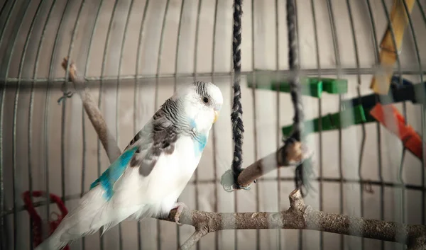 Vacker Papegoja Trådbur — Stockfoto