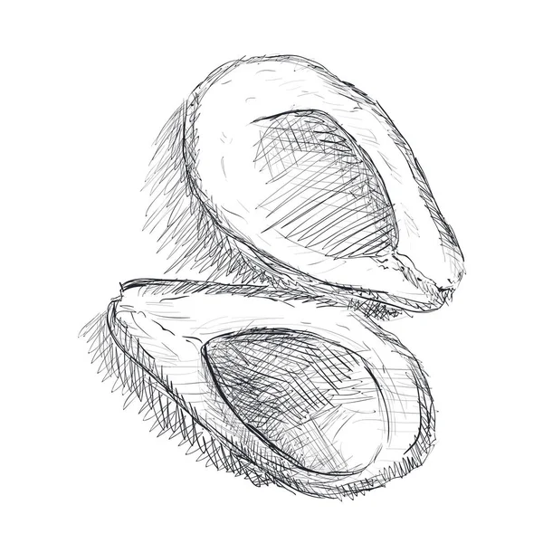 Metades de abacate. Esboço de vegetais isolados em fundo branco. Doodle mão vegetais desenhados — Vetor de Stock