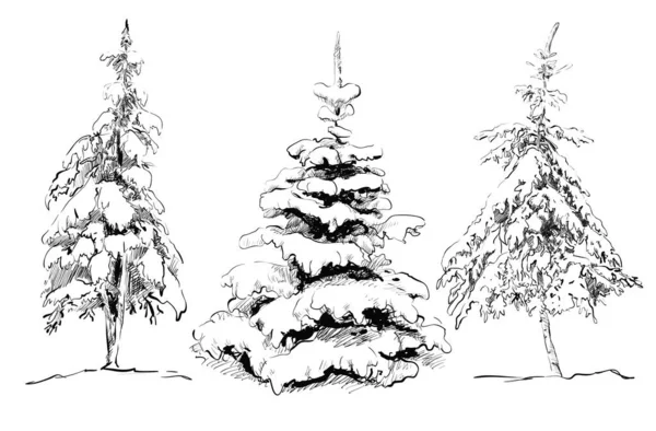 Hand drawing pine set. Vector illustration — Stock Vector