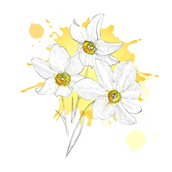 Narcissus vectorschets — Stockvector