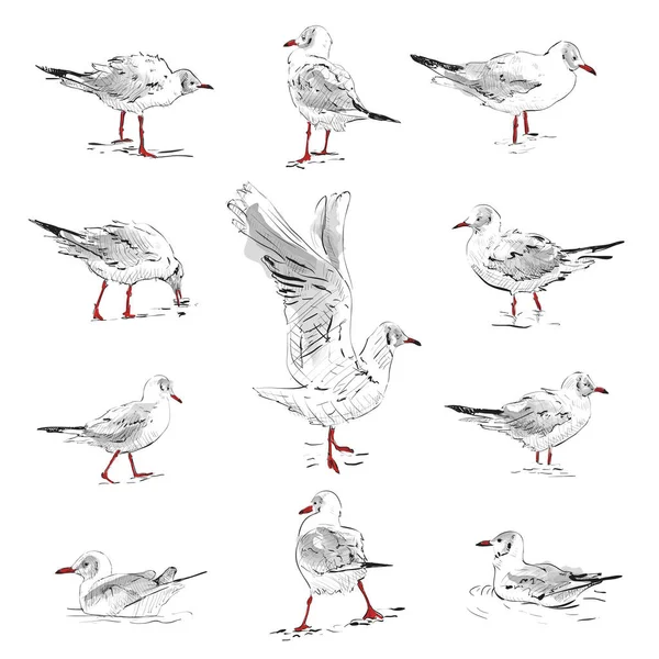 Martılar eskiz yapıyor. Bir dizi martı.