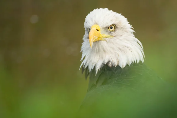 The shark eyes of a Bald eagle is watching it\'s environment. The bird of prey is slightly obscured by foliage.