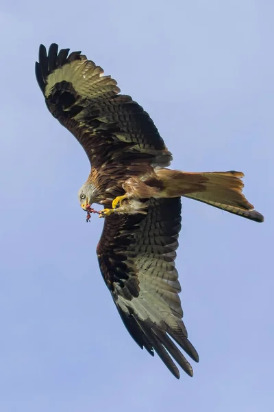 Pipas Vermelhas Levam Sua Comida Suas Garras Seu Bico Voo — Fotografia de Stock