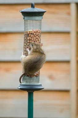 Rats are excellent climbers. They can reach a bird feeder without any problem. So, you need to take measures to keep pests away.