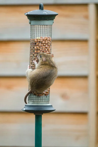 Rats Excellent Climbers Can Reach Bird Feeder Any Problem You — Stock Photo, Image