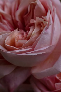 Narin şakayık güller, bahar çiçekleri..