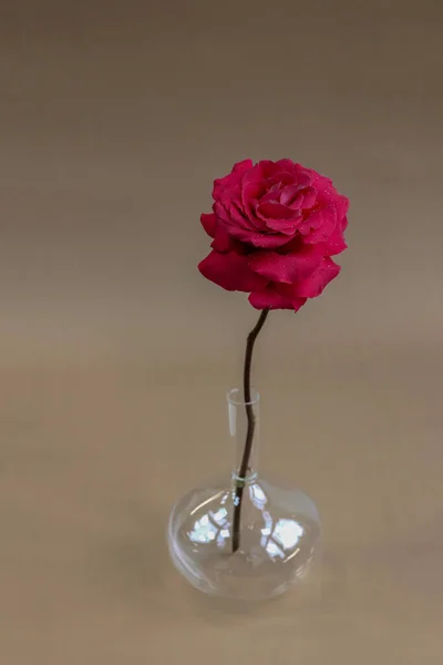 Uma Rosa Num Vaso Vidro Conceito Solidão Fundo Floral Para — Fotografia de Stock