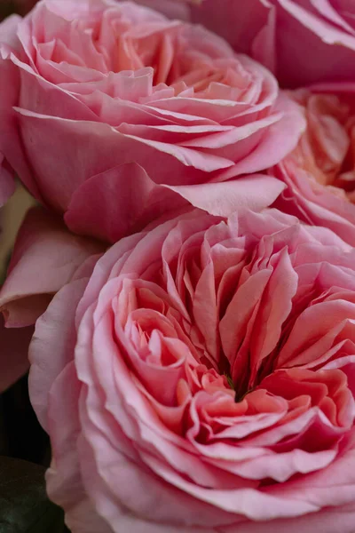 Blommig Bakgrund För Alla Hjärtans Dag Rosor Makro — Stockfoto