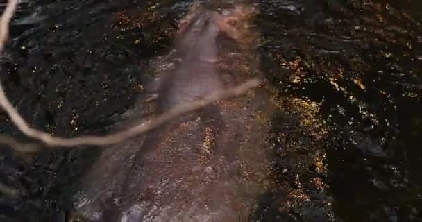 Zwei Flusspferde schwimmen im Fluss. Tiere in freier Wildbahn. — Stockvideo