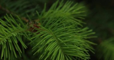 Genç ladin dalları, çam ağaçları, ormanda yakın çekim..