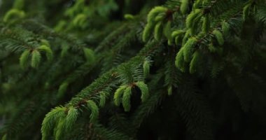 Genç ladin dalları, çam ağaçları, ormanda yakın çekim..