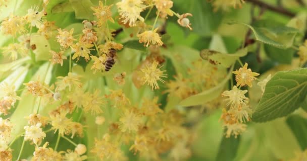 Honey Bee Linden Flowers Bumble Bee Collecting Nectar Honey Bee — Stock Video